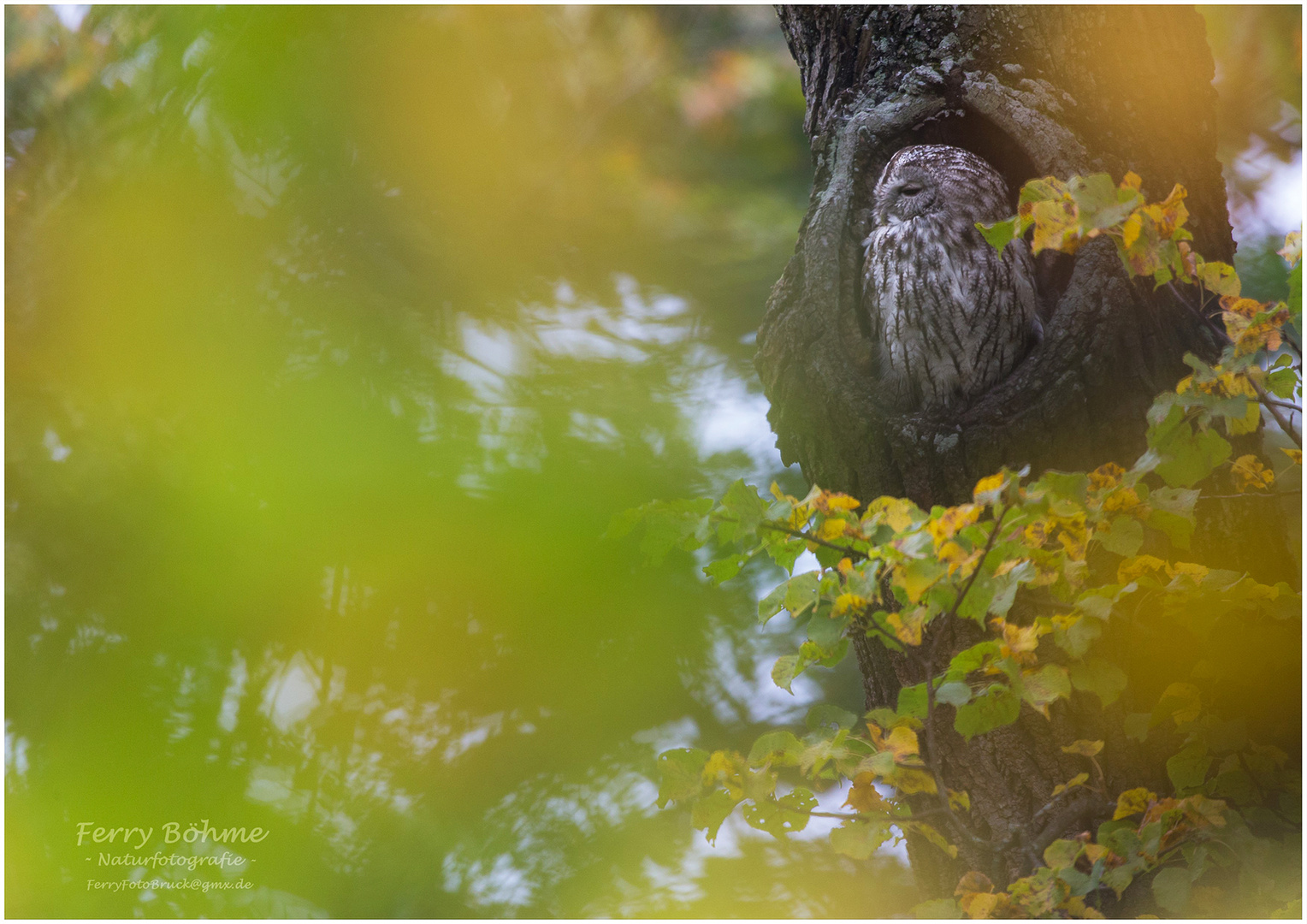 Herbst-Wald-Kauz