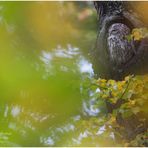 Herbst-Wald-Kauz