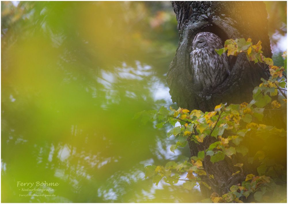 Herbst-Wald-Kauz