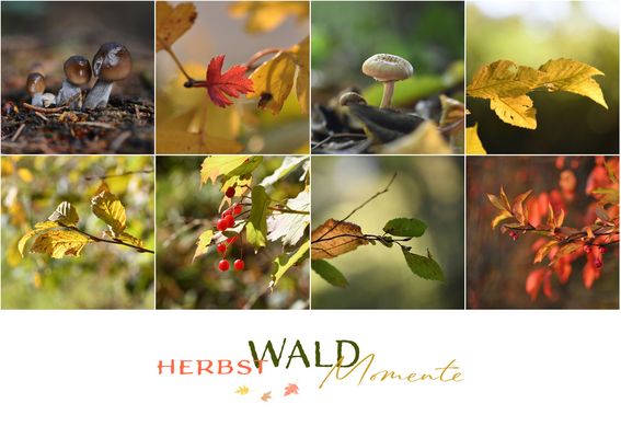 Herbst WALD Momente