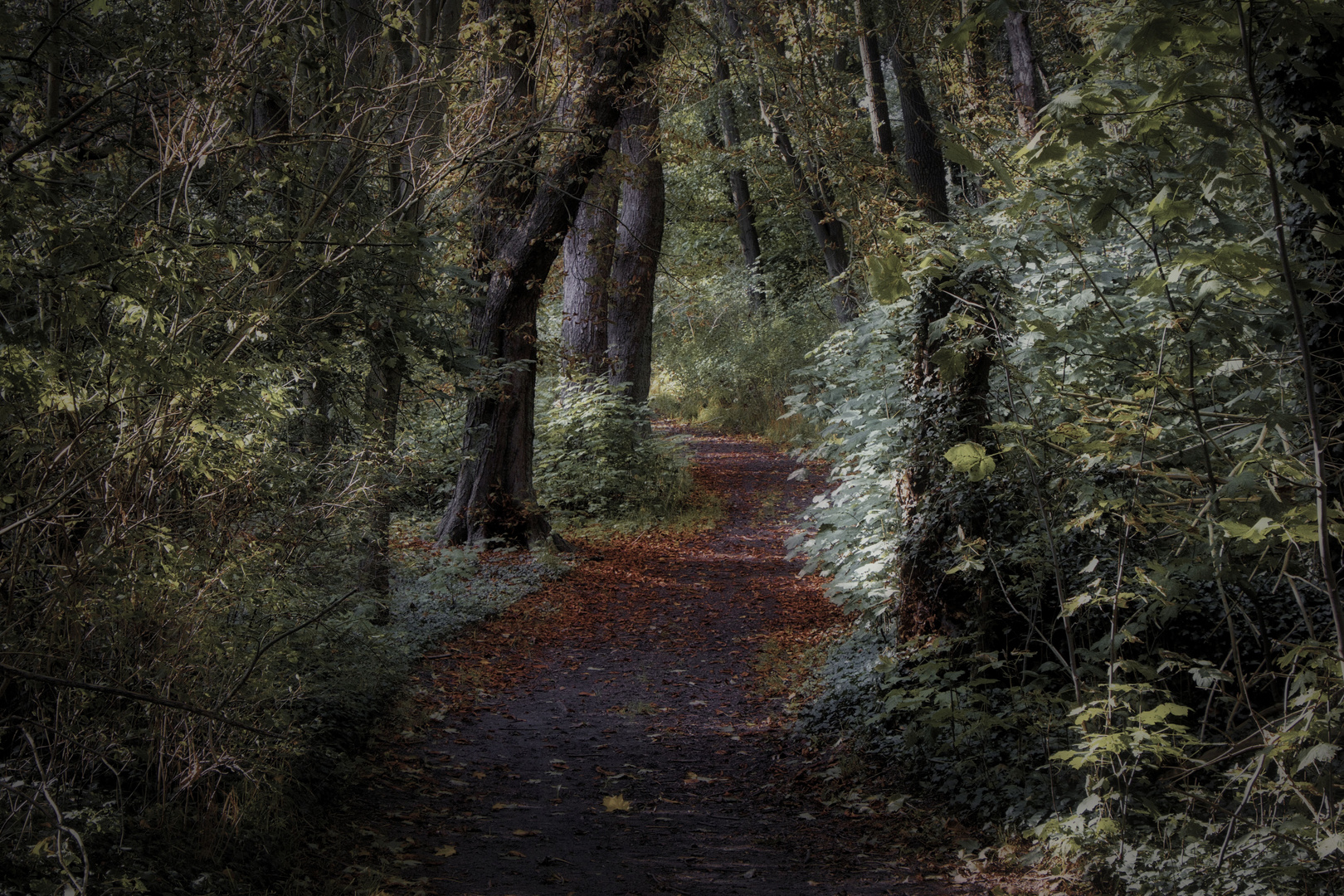 Herbst-Wald-Spaziergang