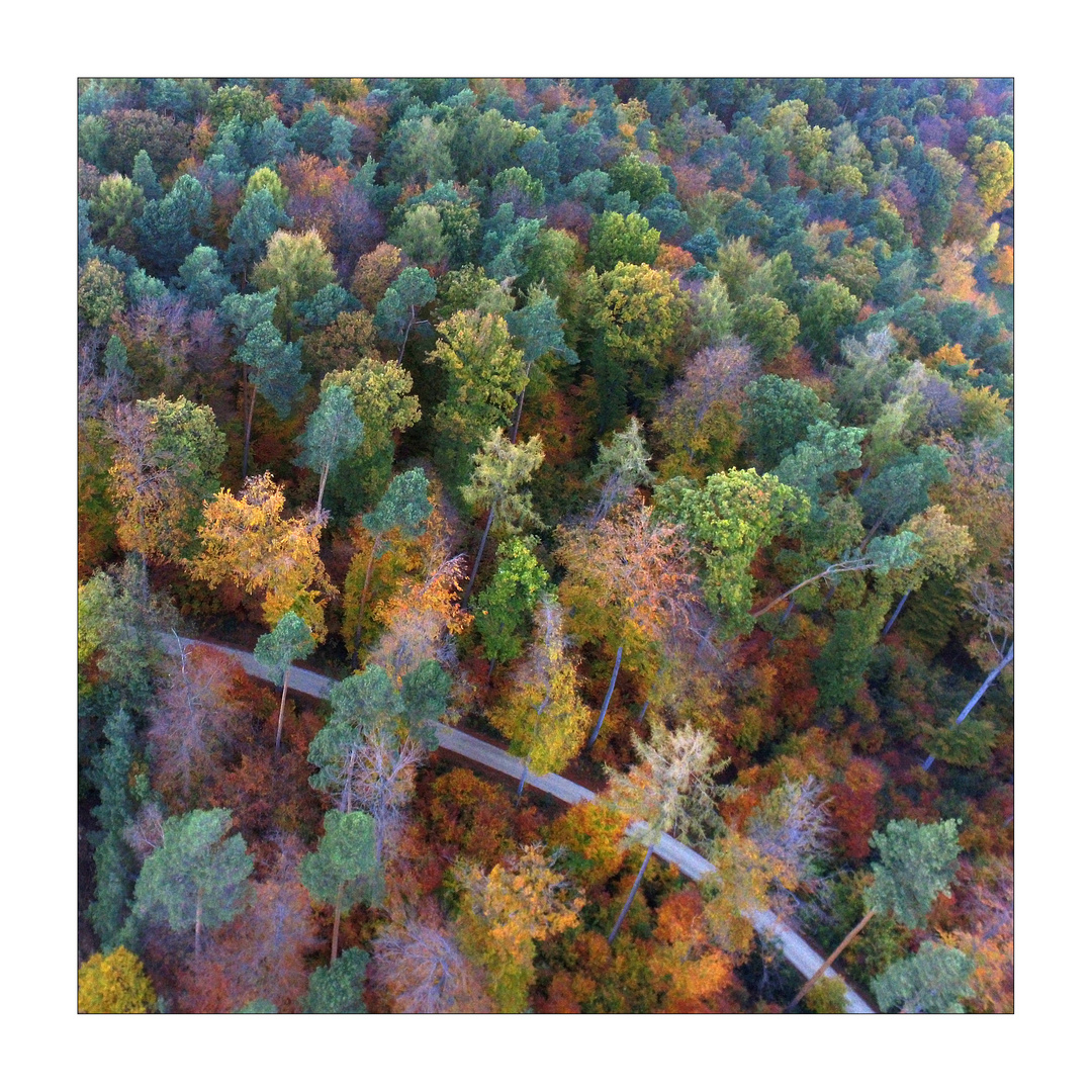 Herbst-Wald-Weg