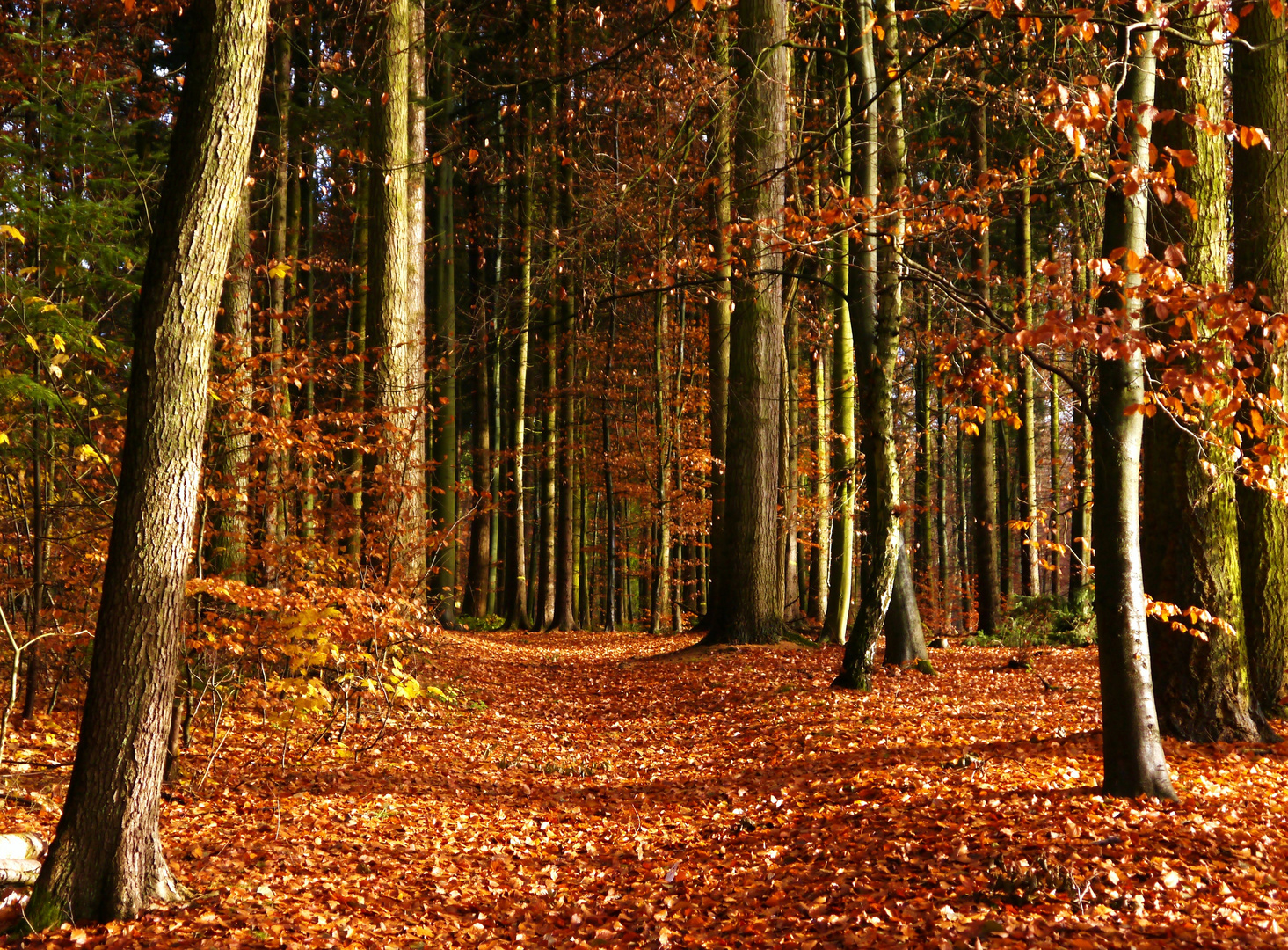 Herbst Wald Weg Foto Bild landschaft wald flora Herbst Wald Weg Foto Bild landschaft wald flora