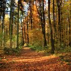 Herbst - Wald - Weg