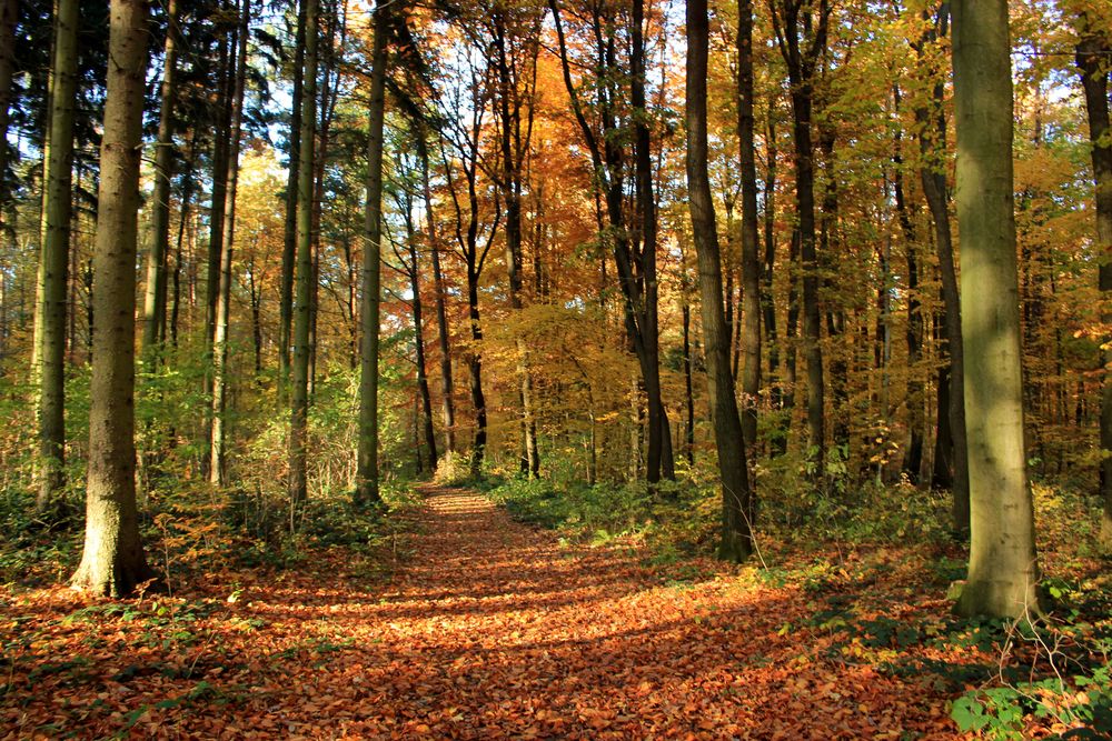 Herbst - Wald - Weg