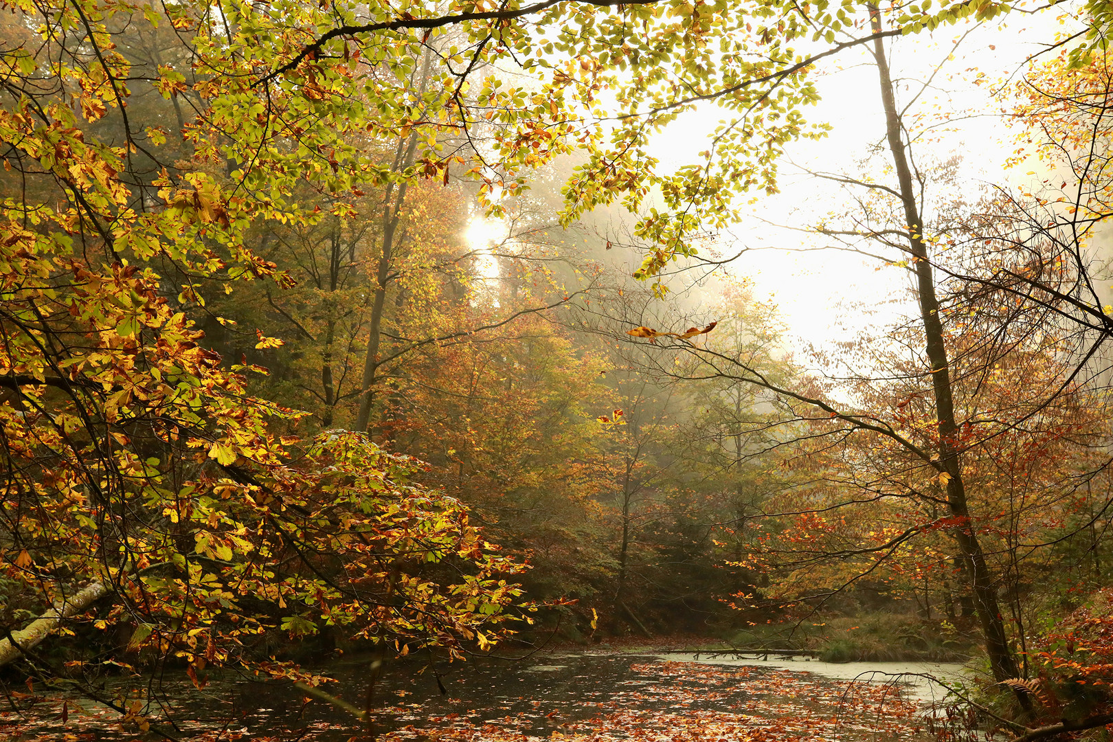 Herbst Wald Weiher 