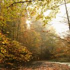 Herbst Wald Weiher 