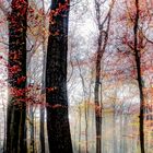 Herbst-Waldgeflüster