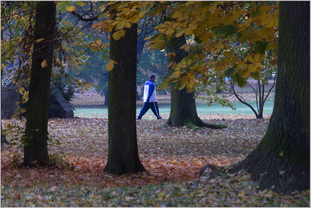 Herbst-Waldlauf