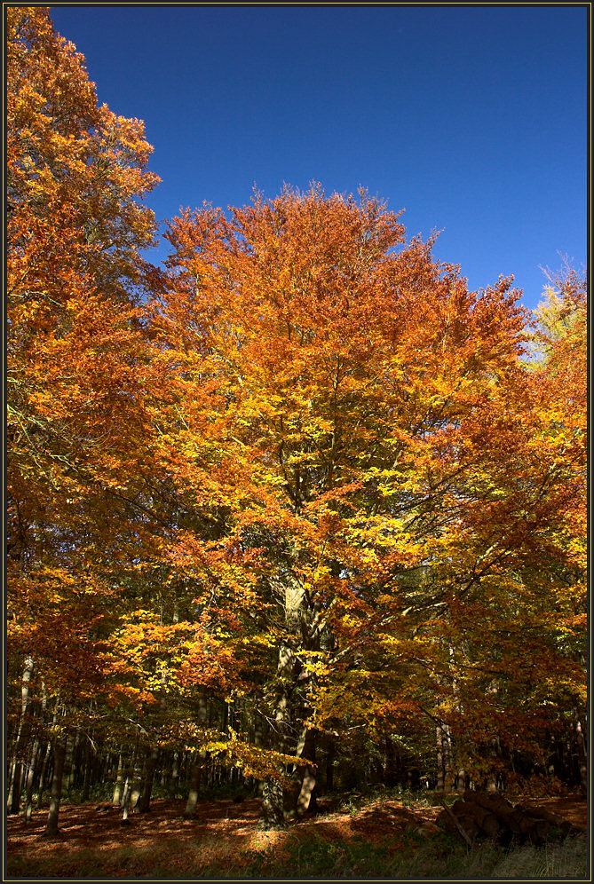 Herbst - Waldrand