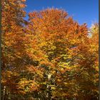 Herbst - Waldrand