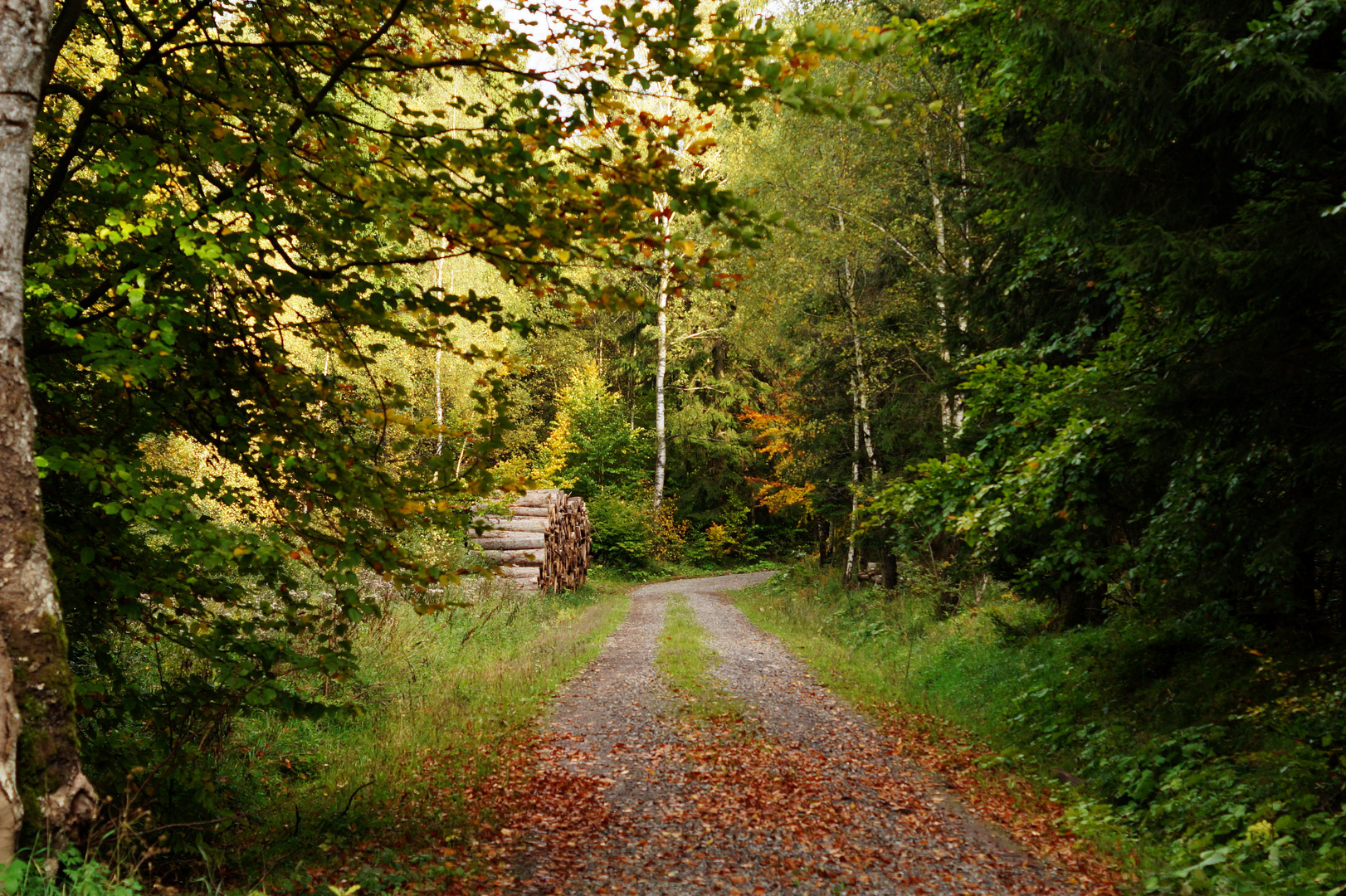 Herbst - Waldweg 2