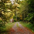 Herbst - Waldweg 2