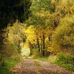 Herbst-Waldweg 3