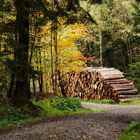 Herbst-Waldweg 4