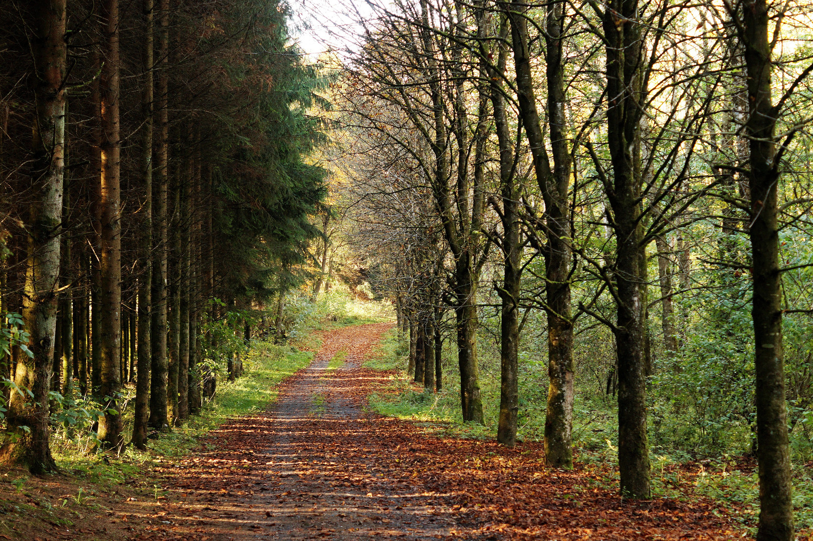 Herbst- Waldweg 5