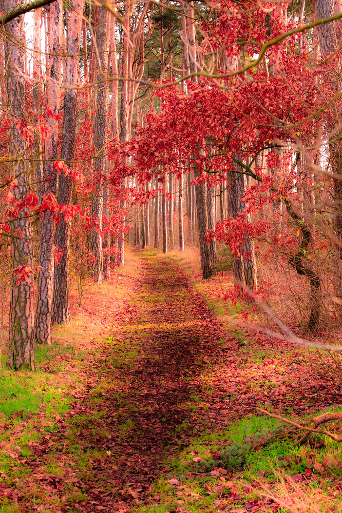 Herbst-Waldweg