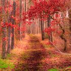 Herbst-Waldweg