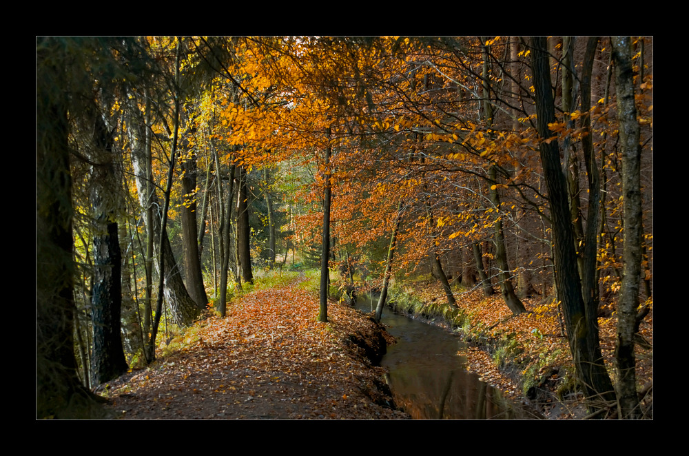 Herbst-Waldweg