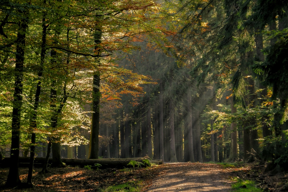 Herbst-Waldweg mit Sonne!