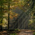 Herbst-Waldweg mit Sonne!