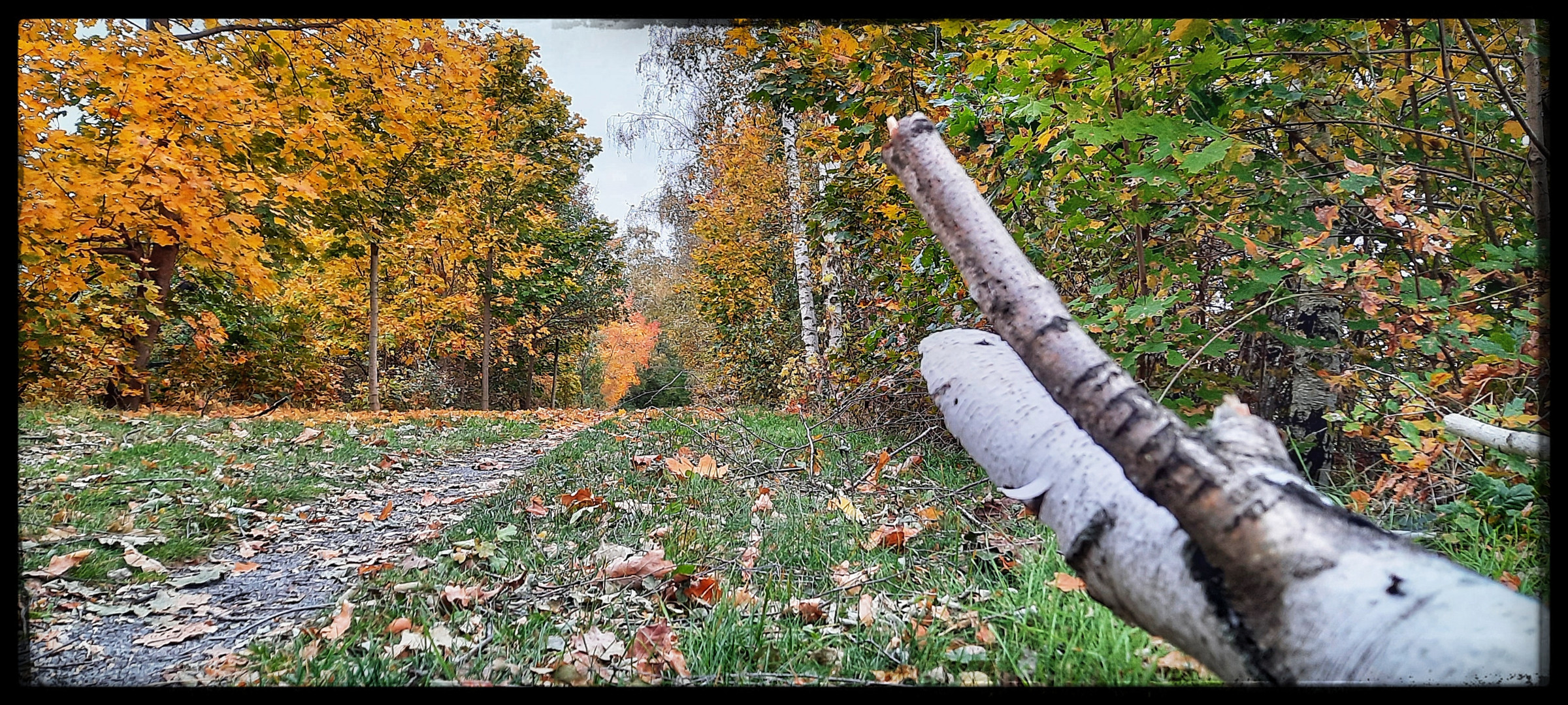 Herbst Weg 