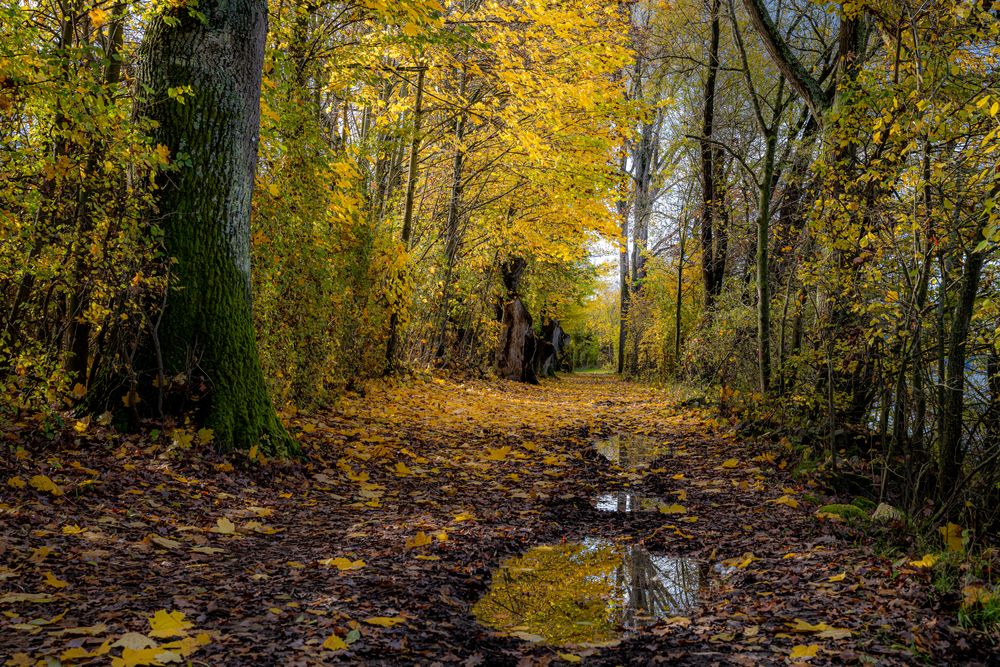 Herbst Weg