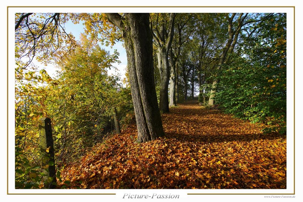 Herbst-Weg