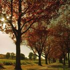 Herbst-Wehmut: Spitzeichen-Allee nach dem Herbst-Sturm...