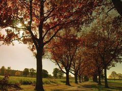 Herbst-Wehmut: Spitzeichen-Allee nach dem Herbst-Sturm...