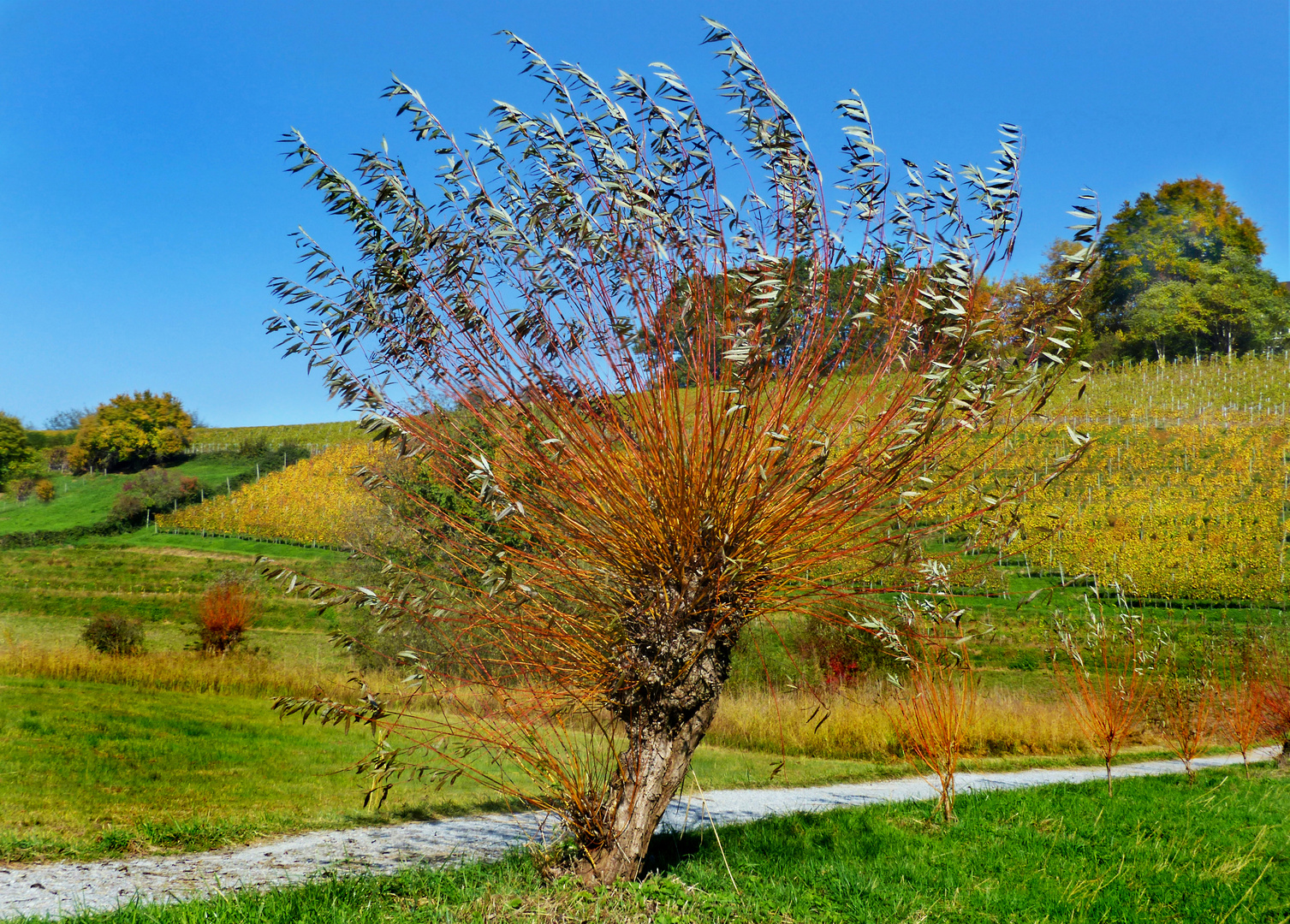 Herbst-Weide