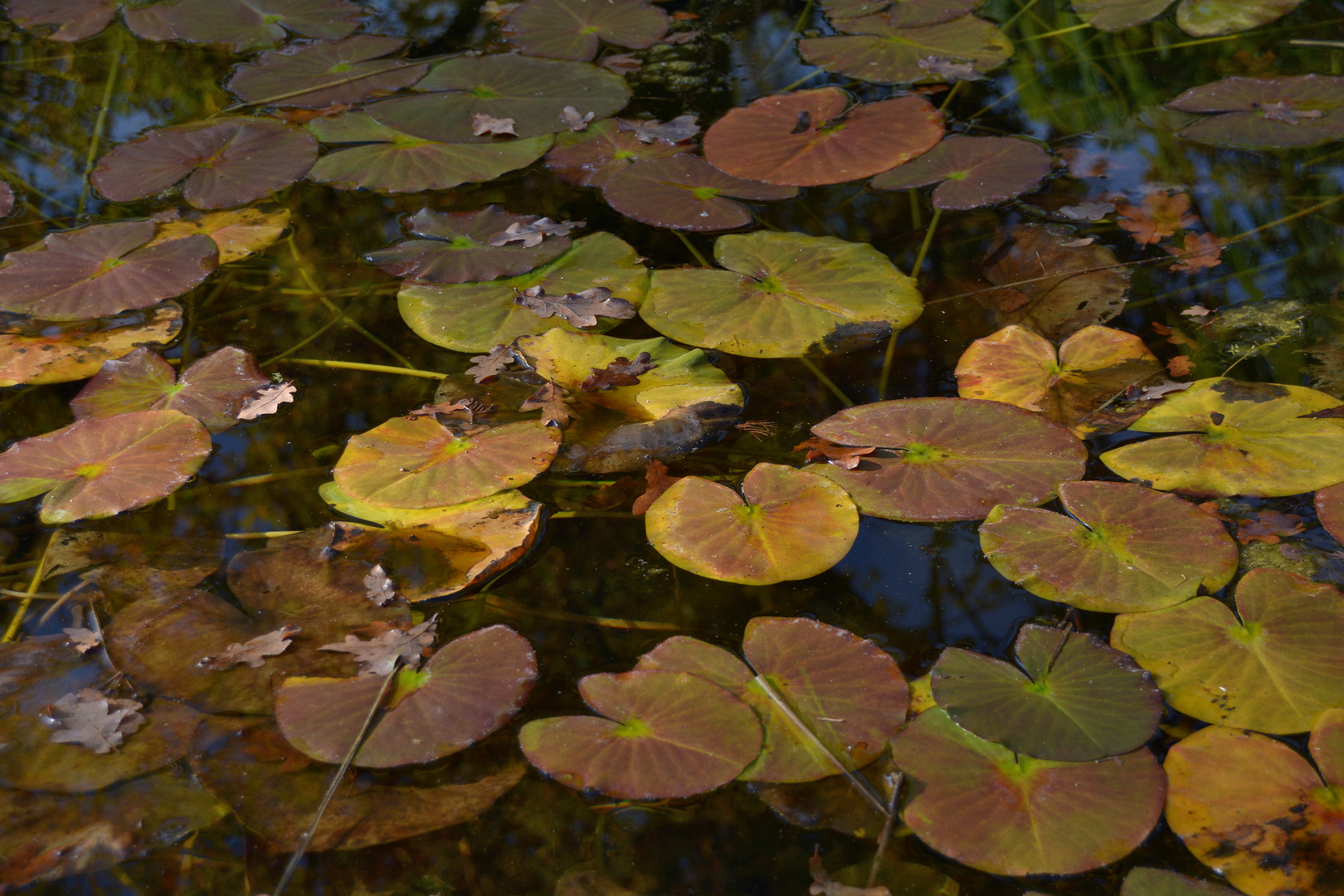 Herbst-Weiher