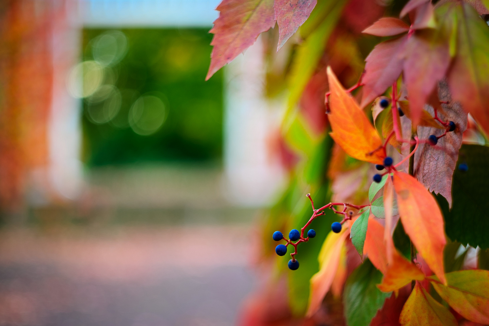 Herbst + Wein