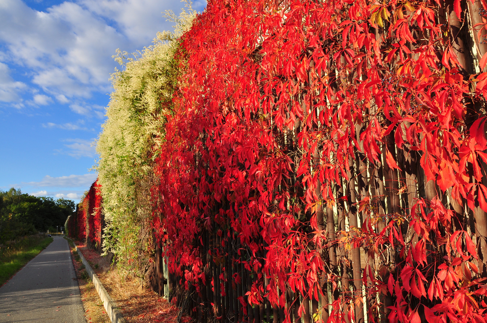 Herbst-Wein an der B 96.....