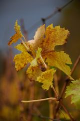 Herbst Wein