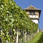 Herbst Weinberg Bodensee Bild1