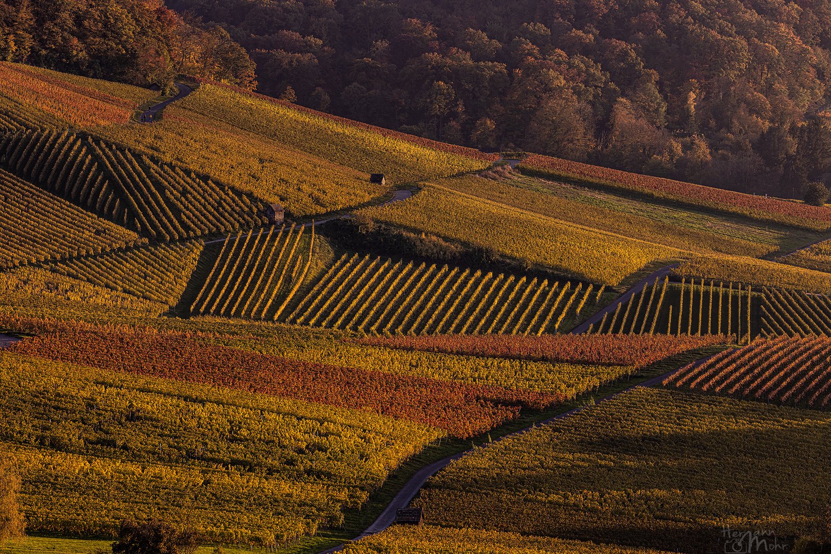 Herbst - Weinberge Heilbronn