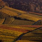 Herbst - Weinberge Heilbronn