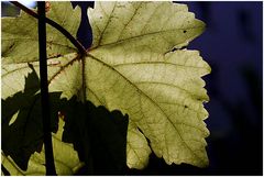 Herbst - Weinblatt vor meinem Fenster