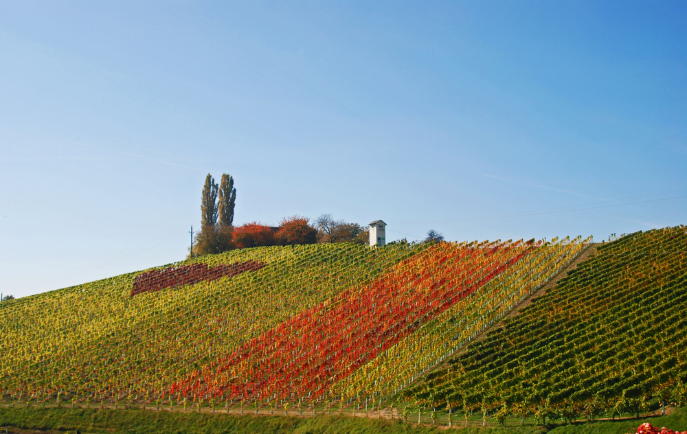 Herbst Weinland