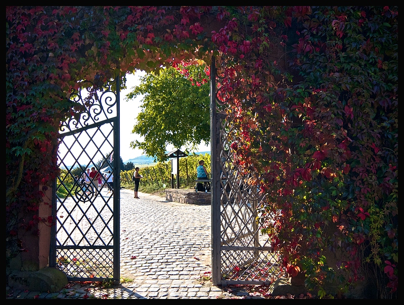 Herbst - Weinwanderung