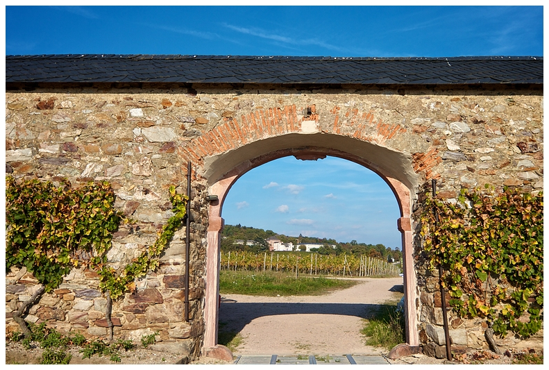 Herbst - Weinwanderung II