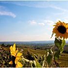 Herbst - Weinwanderung III