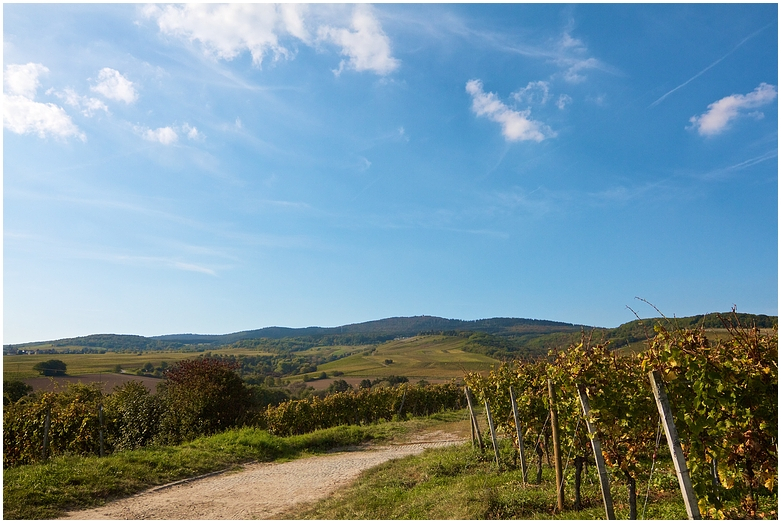 Herbst - Weinwanderung V