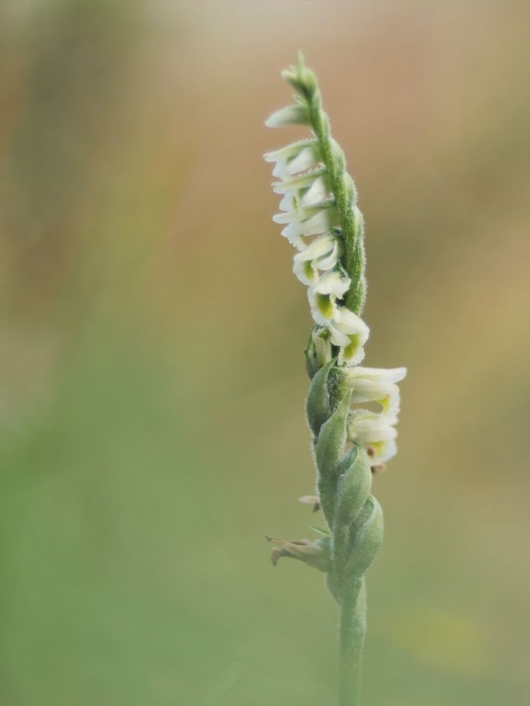 Herbst-Wendelähre (Spiranthes spiralis)