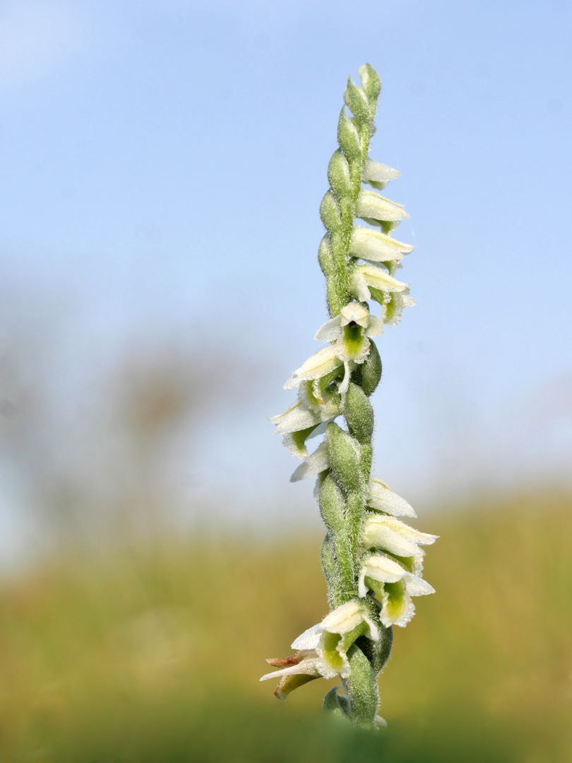 Herbst-Wendelähre (Spiranthes spiralis)