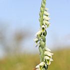 Herbst-Wendelähre (Spiranthes spiralis)