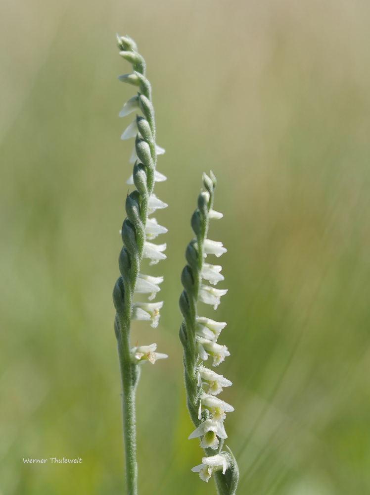 Herbst-Wendelähre (Spiranthes spiralis)