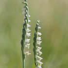 Herbst-Wendelähre (Spiranthes spiralis)