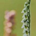 Herbst-Wendelähre (Spiranthes spiralis)